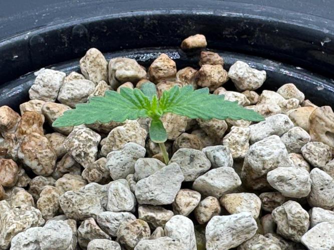 Super Boof DWC | 1-Handed not-Lazy Grow. Week 1