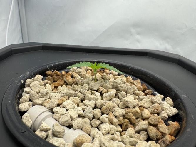 Super Boof DWC | 1-Handed not-Lazy Grow. Week 1