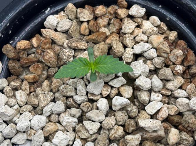 Super Boof DWC | 1-Handed not-Lazy Grow. Week 1