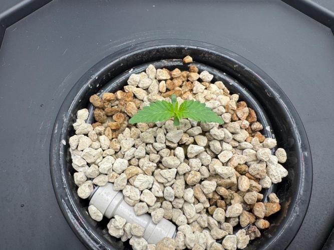 Super Boof DWC | 1-Handed not-Lazy Grow. Week 1