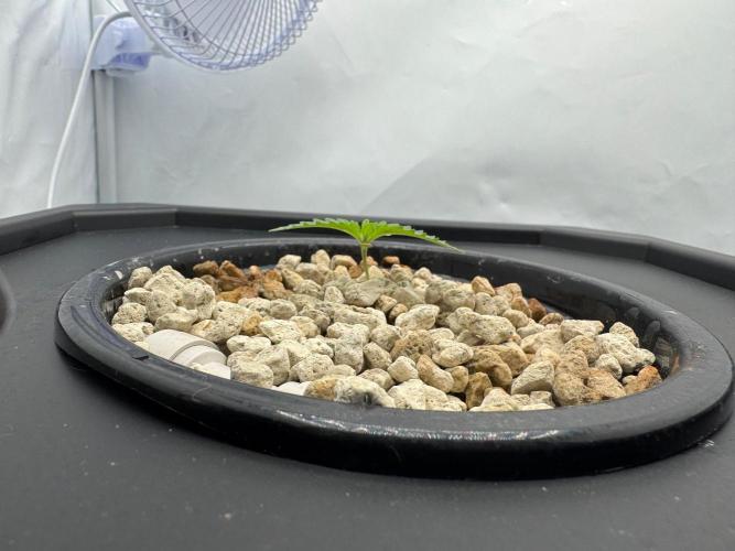 Super Boof DWC | 1-Handed not-Lazy Grow. Week 1