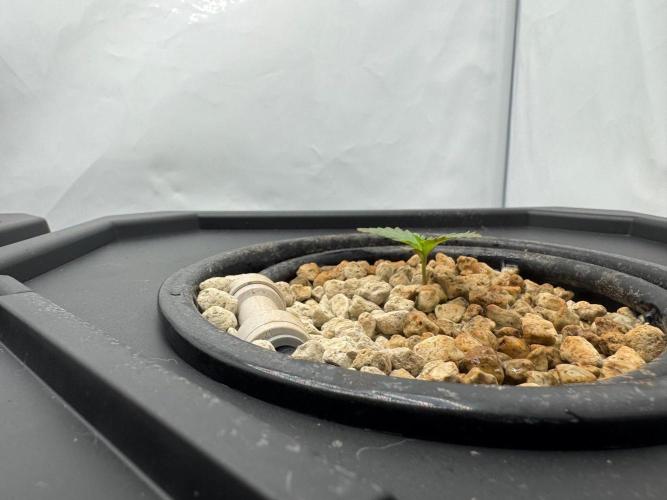 Super Boof DWC | 1-Handed not-Lazy Grow. Week 1