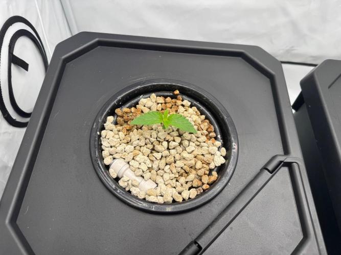Super Boof DWC | 1-Handed not-Lazy Grow. Week 1