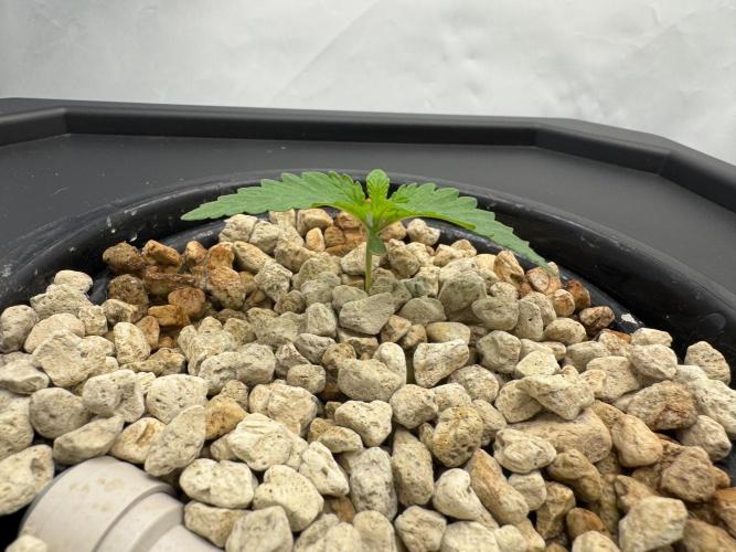 Super Boof DWC | 1-Handed not-Lazy Grow. Week 1