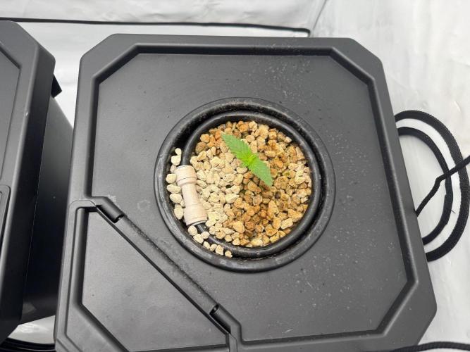 Super Boof DWC | 1-Handed not-Lazy Grow. Week 1