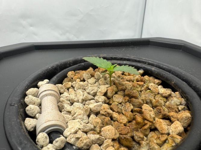 Super Boof DWC | 1-Handed not-Lazy Grow. Week 1