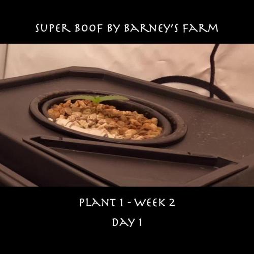 Super Boof DWC | 1-Handed Lazy Grow