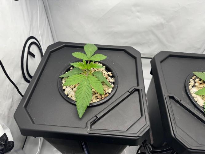 Super Boof DWC | 1-Handed not-Lazy Grow. Week 2