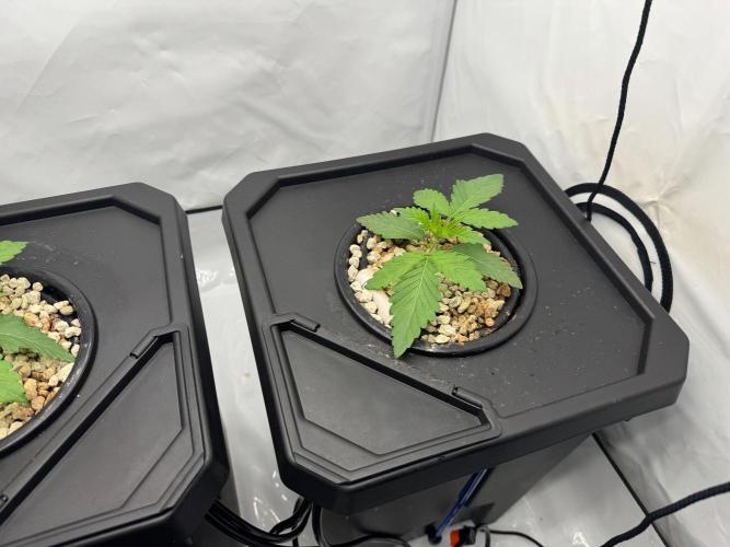 Super Boof DWC | 1-Handed not-Lazy Grow. Week 2