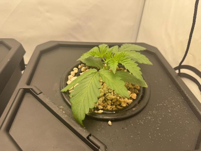 Super Boof DWC | 1-Handed not-Lazy Grow. Week 2