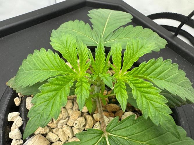 Super Boof DWC | 1-Handed not-Lazy Grow. Week 2