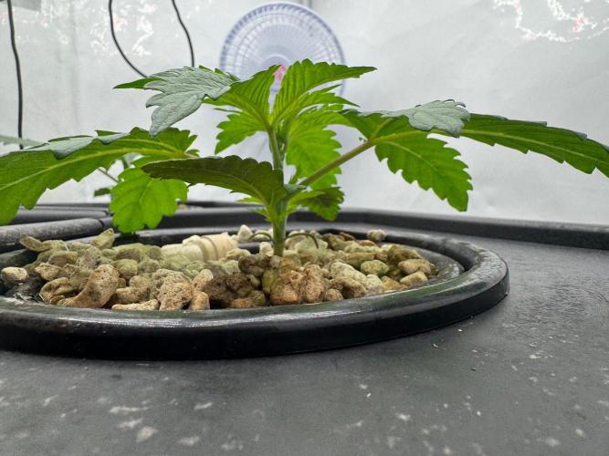 Super Boof DWC | 1-Handed not-Lazy Grow. Week 2