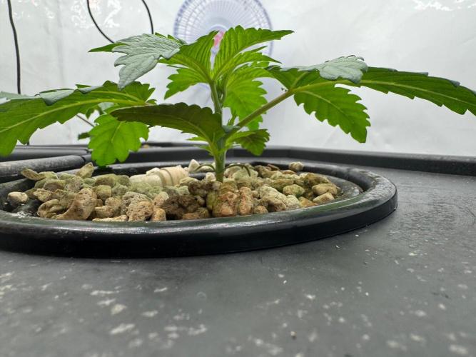 Super Boof DWC | 1-Handed not-Lazy Grow. Week 2