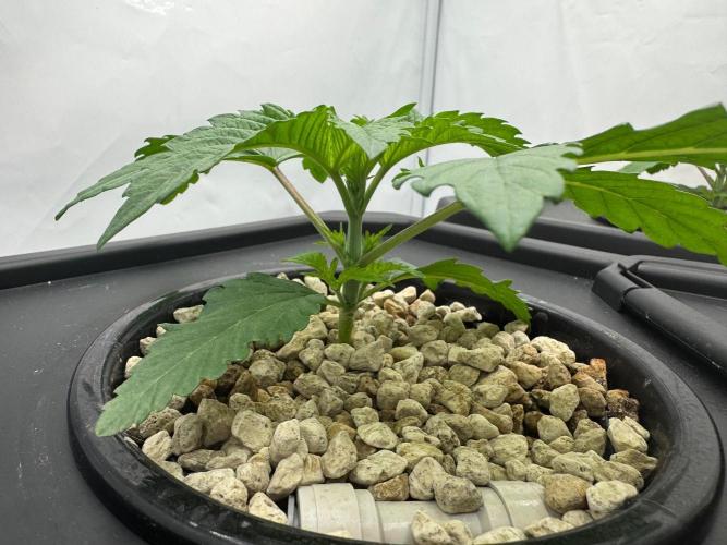 Super Boof DWC | 1-Handed not-Lazy Grow. Week 2