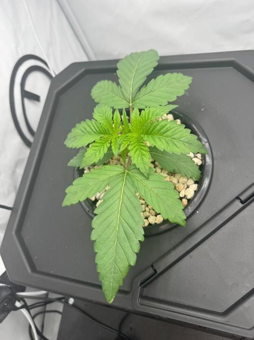 Super Boof DWC | 1-Handed not-Lazy Grow. Week 2