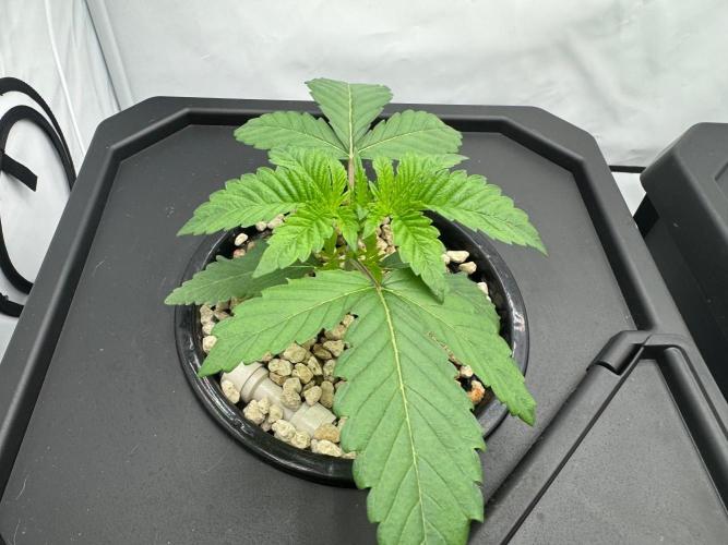 Super Boof DWC | 1-Handed not-Lazy Grow. Week 2