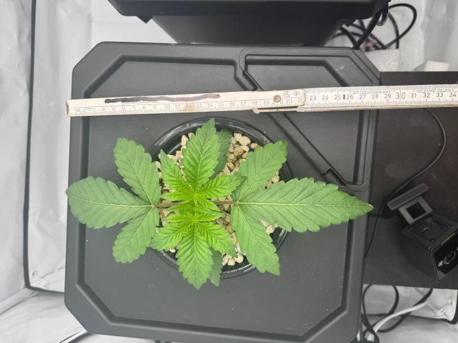 Super Boof DWC | 1-Handed not-Lazy Grow. Week 2