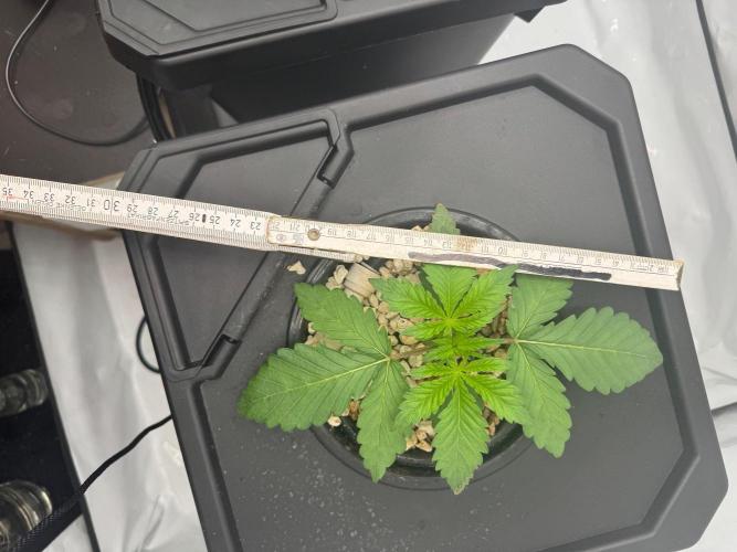 Super Boof DWC | 1-Handed not-Lazy Grow. Week 2