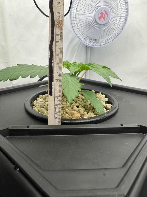 Super Boof DWC | 1-Handed not-Lazy Grow. Week 2