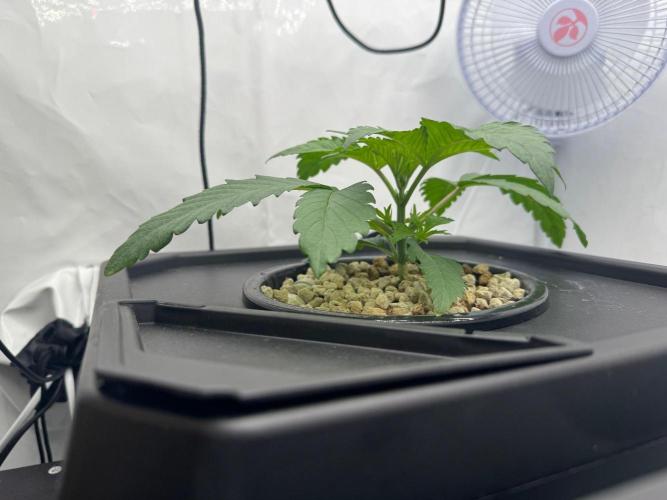 Super Boof DWC | 1-Handed not-Lazy Grow. Week 3
