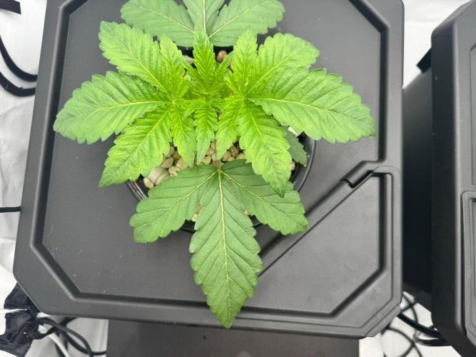 Super Boof DWC | 1-Handed not-Lazy Grow. Week 3