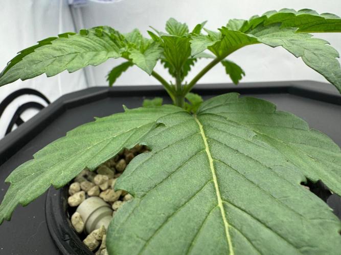 Super Boof DWC | 1-Handed not-Lazy Grow. Week 3