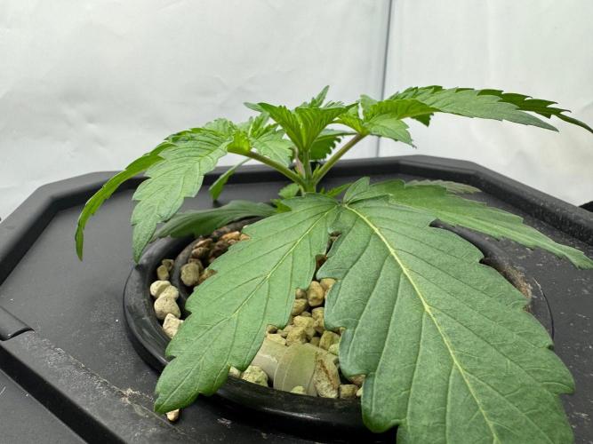 Super Boof DWC | 1-Handed not-Lazy Grow. Week 3