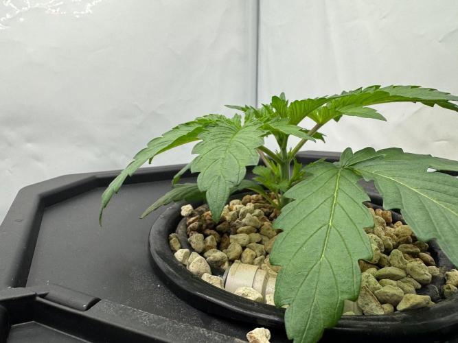 Super Boof DWC | 1-Handed not-Lazy Grow. Week 3