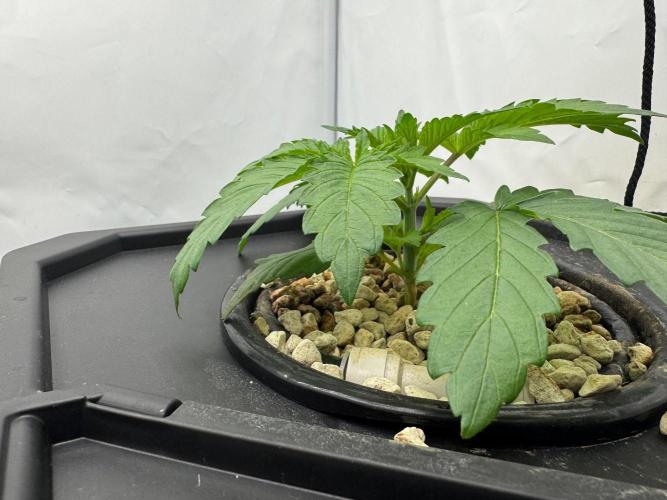 Super Boof DWC | 1-Handed not-Lazy Grow. Week 3