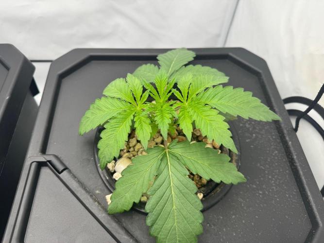 Super Boof DWC | 1-Handed not-Lazy Grow. Week 3