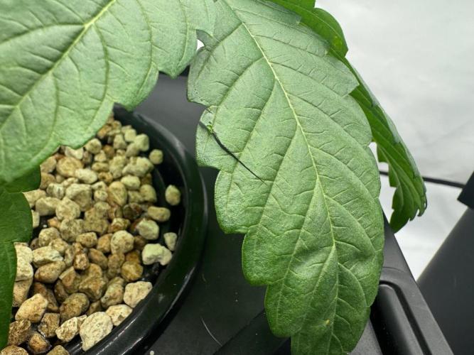 Super Boof DWC | 1-Handed not-Lazy Grow. Week 3