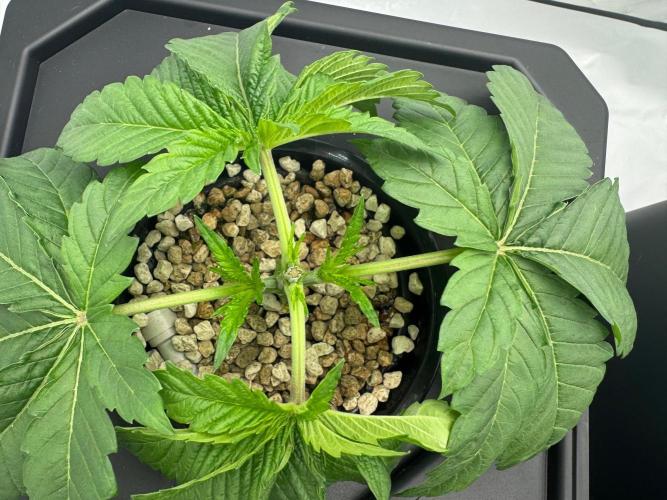 Super Boof DWC | 1-Handed not-Lazy Grow. Week 3