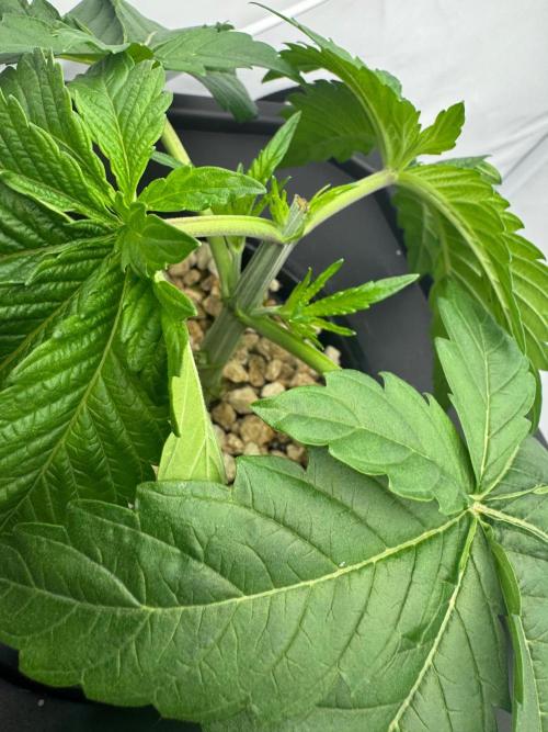 Super Boof DWC | 1-Handed not-Lazy Grow. Week 3