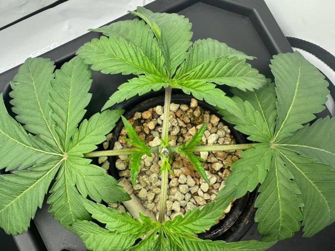 Super Boof DWC | 1-Handed not-Lazy Grow. Week 3