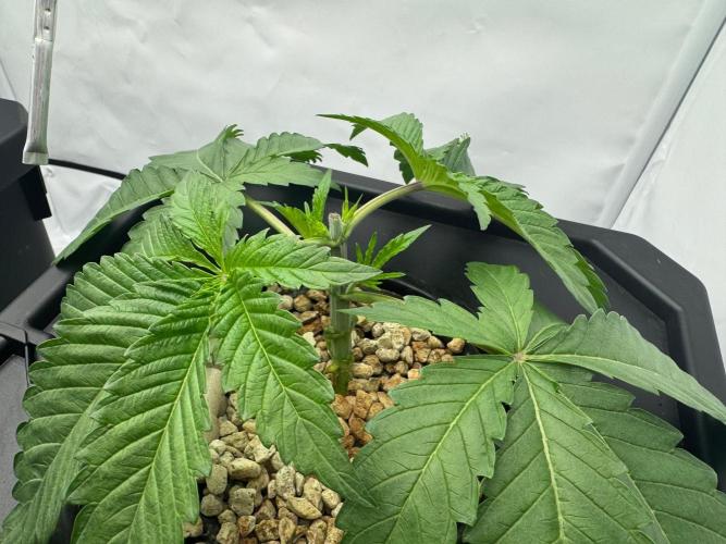 Super Boof DWC | 1-Handed not-Lazy Grow. Week 3