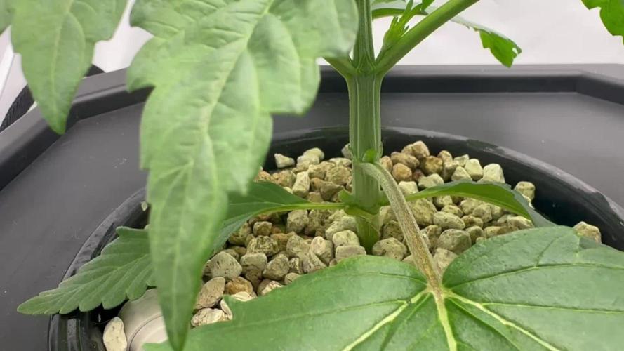 Super Boof DWC | 1-Handed not-Lazy Grow