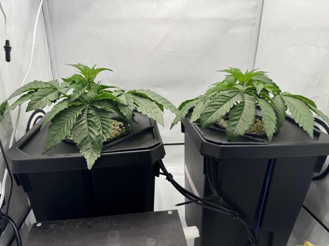 Super Boof DWC | 1-Handed not-Lazy Grow. Week 4