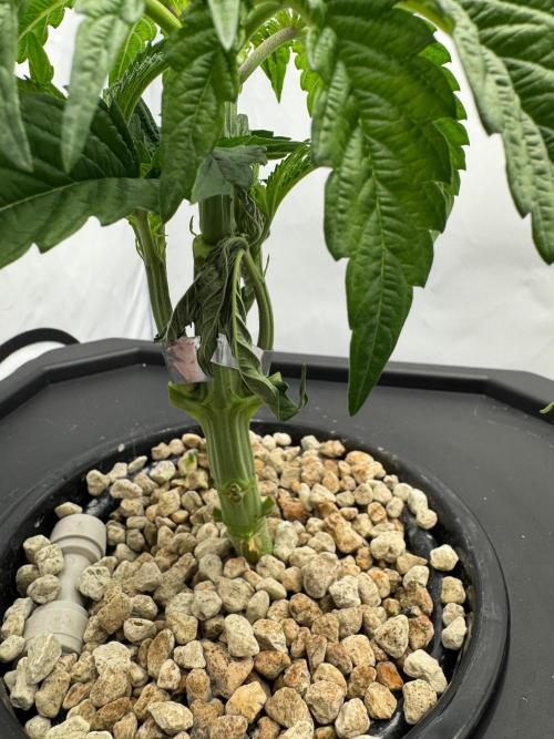 Super Boof DWC | 1-Handed not-Lazy Grow. Week 4