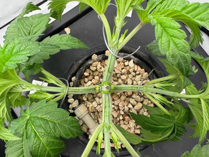 Super Boof DWC | 1-Handed not-Lazy Grow. Week 4