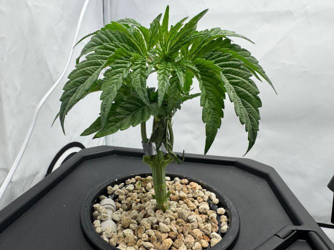 Super Boof DWC | 1-Handed not-Lazy Grow. Week 4