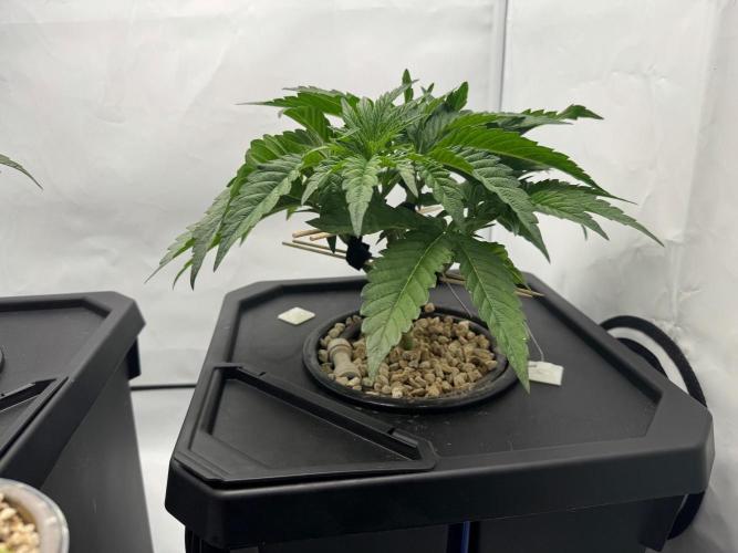 Super Boof DWC | 1-Handed not-Lazy Grow. Week 4