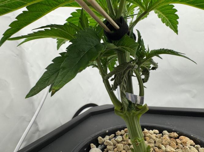 Super Boof DWC | 1-Handed not-Lazy Grow. Week 4