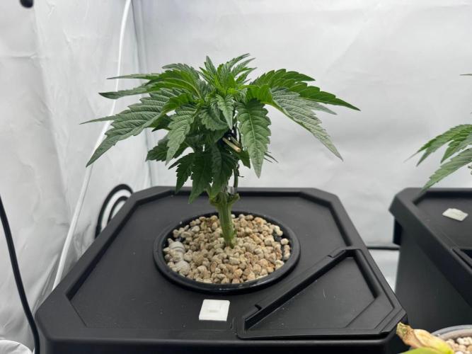 Super Boof DWC | 1-Handed not-Lazy Grow. Week 4