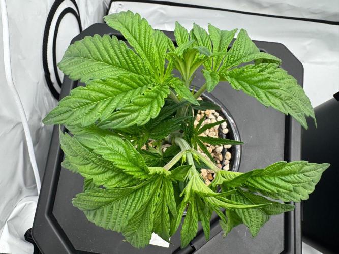 Super Boof DWC | 1-Handed not-Lazy Grow. Week 4