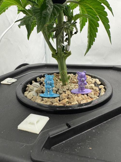 Super Boof DWC | 1-Handed not-Lazy Grow. Week 4