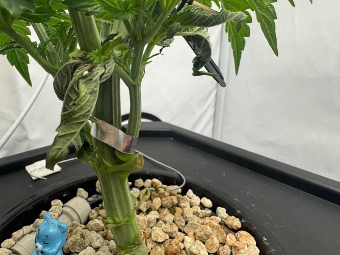 Super Boof DWC | 1-Handed not-Lazy Grow. Week 4