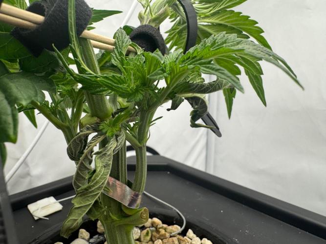 Super Boof DWC | 1-Handed not-Lazy Grow. Week 4