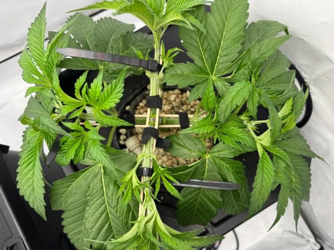 Super Boof DWC | 1-Handed not-Lazy Grow. Week 4
