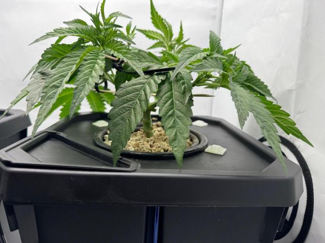 Super Boof DWC | 1-Handed not-Lazy Grow. Week 4