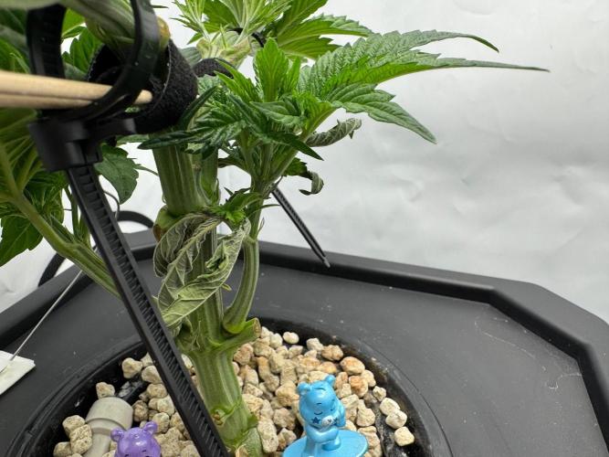 Super Boof DWC | 1-Handed not-Lazy Grow. Week 4